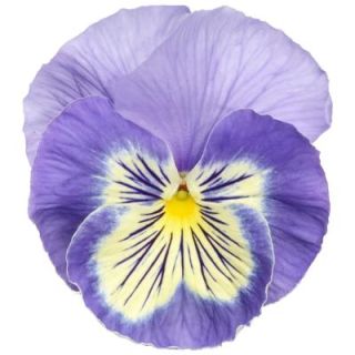 Compra VIOLA SELECT VANILLA SKY (1.000 Semillas) en la tienda online Fito Agrícola