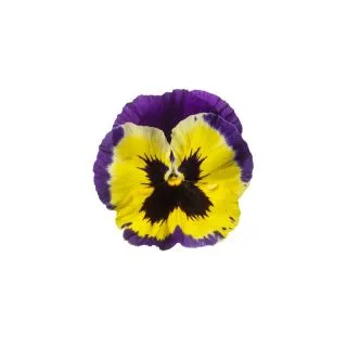 Compra VIOLA SELECT VIOLET & YELLOW (1.000 Semillas) en la tienda online Fito Agrícola