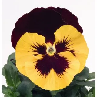 Compra VIOLA SELECT YELLOW & RED (1.000 Semillas) en la tienda online Fito Agrícola