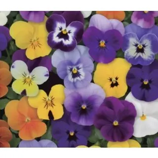 Compra VIOLAS MEZCLA PLANTEL DESARROLLADO (28 Plantas) en la tienda online Fito Agrícola