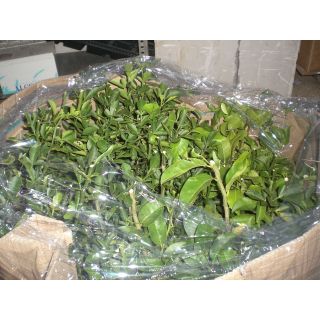 Compra CITRANGE CARRIZO - 17 en la tienda online Fito Agrícola