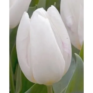 Compra TULIPÁN WHITE PRINCE (100 Unid.) en la tienda online Fito Agrícola