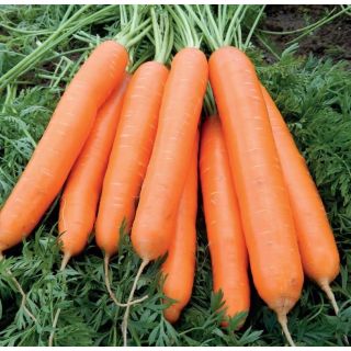 Compra ZANAHORIA ALLYANCE F1 (100.000 Semillas Cal. 1.6 - 1.8) en la tienda online Fito Agrícola