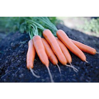 Compra ZANAHORIA MARLIN F1 (25.000 Semillas) en la tienda online Fito Agrícola