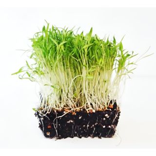 Compra ZANAHORIA MICROGREENS (5 Kgr.). en la tienda online Fito Agrícola