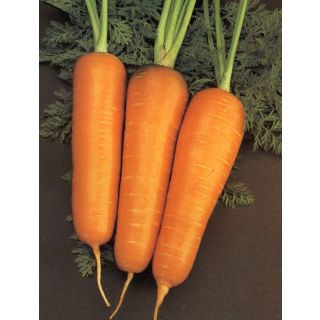 Compra ZANAHORIA CHANTENAY REX (500 gr.). en la tienda online Fito Agrícola