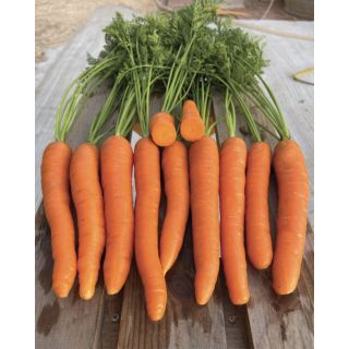 Compra ZANAHORIA LADY F1 Pildorada (10.000 Semillas). en la tienda online Fito Agrícola