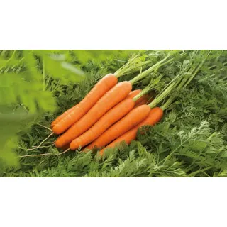 Compra ZANAHORIA LAGUNA F1 (100.000 Semillas Cal. 1.6 - 1.8) en la tienda online Fito Agrícola