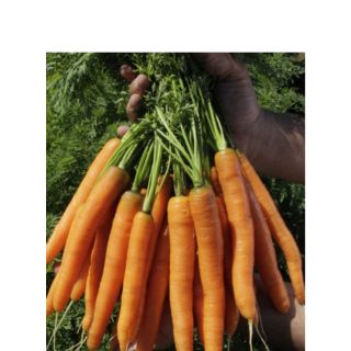 Compra ZANAHORIA MERCURIO F1 Peliculada (500.000 Semillas). en la tienda online Fito Agrícola