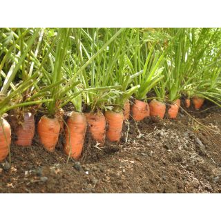 Compra ZANAHORIA MONANTA RZ (50 gr.). en la tienda online Fito Agrícola