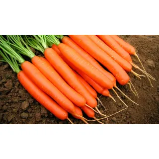 Compra ZANAHORIA ROMANCE F1 (100.000 Semillas Cal. 1.6 - 1.8) en la tienda online Fito Agrícola