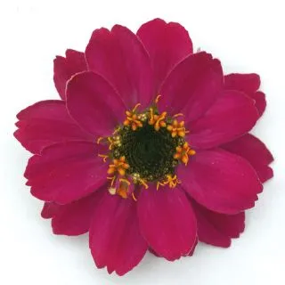 Compra ZINNIA PROFUSSION CHERRY (240 Plantas). en la tienda online Fito Agrícola