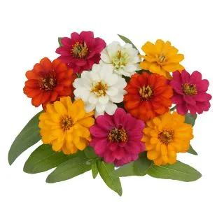 Compra ZINNIA PROFUSSION DOUBLE MIXT (240 Plantas). en la tienda online Fito Agrícola