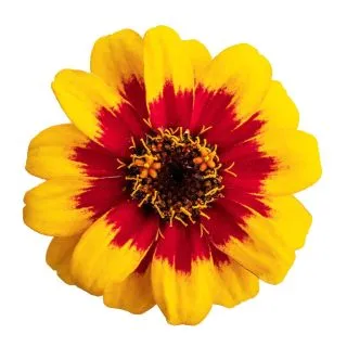 Compra ZINNIA PROFUSSION RED YELOW BICOLOR (240 Plantas). en la tienda online Fito Agrícola
