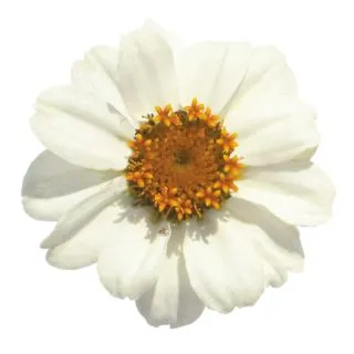 Compra ZINNIA PROFUSSION WHITE (240 Plantas). en la tienda online Fito Agrícola