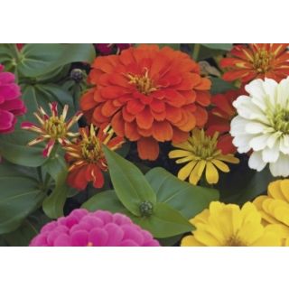 Compra ZINNIAS MAGELLAN MIX (240 Plantas). en la tienda online Fito Agrícola