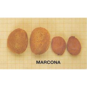 Compra ALMENDRO MARCONA en la tienda online Fito Agrícola