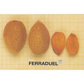 Compra ALMENDRO FERRADUEL en la tienda online Fito Agrícola