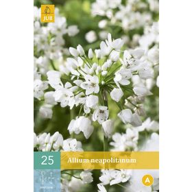 Compra ALLIUM NEAPOLITANUM [O] en la tienda online Fito Agrícola