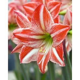 Compra AMARYLLIS FAIRYTALE ® en la tienda online Fito Agrícola