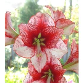 Compra AMARYLLIS SHOWMASTER ® en la tienda online Fito Agrícola