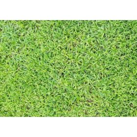 Compra HIERBA DURBAN LM (100 gr.). en la tienda online Fito Agrícola