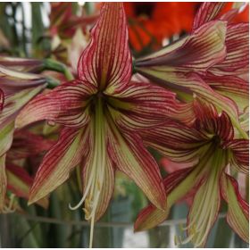 Compra AMARYLLIS MYSTICA ® en la tienda online Fito Agrícola