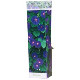 Compra IPOMEA GRANDIFLORA (1 Unid.). en la tienda online Fito Agrícola