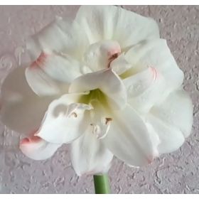Compra AMARYLLIS AMADEUS CANDY ® en la tienda online Fito Agrícola