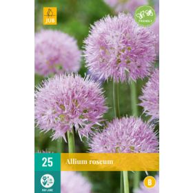 Compra ALLIUM ROSEUM en la tienda online Fito Agrícola