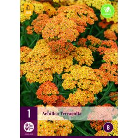 Compra ACHILLEA TERRACOTTA en la tienda online Fito Agrícola