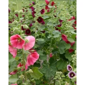 Compra ALCEA ROSEA MIX (25 Unid.). en la tienda online Fito Agrícola
