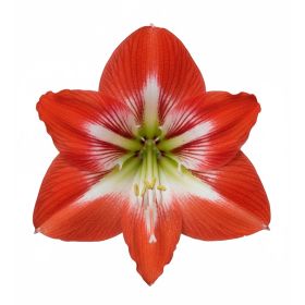 Compra AMARYLLIS TRES CHIC en la tienda online Fito Agrícola