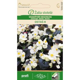 Compra BEGONIA OSTAS F1 (50 Semillas) en la tienda online Fito Agrícola