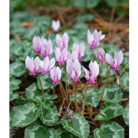Compra CYCLAMEN HEDERIFOLIUM a Granel en la tienda online Fito Agrícola