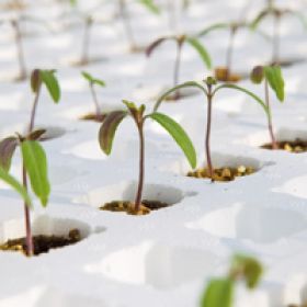 Compra TOMATE DRO141TX (10.000 Semillas). en la tienda online Fito Agrícola