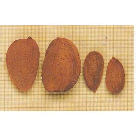 Compra ALMENDRO DESMAYO LARGUETA en la tienda online Fito Agrícola