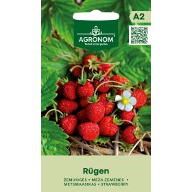 Compra FRESA SILVESTRE RUGEN (0,1 gr.). en la tienda online Fito Agrícola