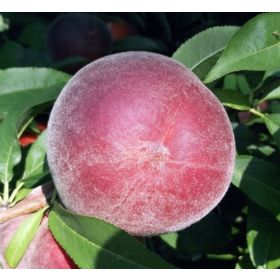 Compra MELOCOTONERO ROJO DE CARNE BLANCA en la tienda online Fito Agrícola