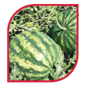 Compra SANDÍA CRIMSON SWEET (1000 Semillas). en la tienda online Fito Agrícola