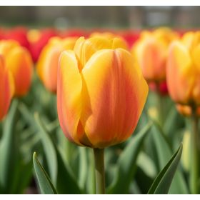 Compra TULIPÁN BEAUTY OF APELDOORN a Granel en la tienda online Fito Agrícola