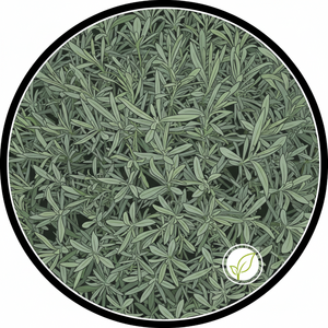 aromaticas_en_alveolo