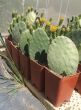 www.fitoagricola.es