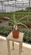 PIÑA TROPICAL QUEEN VICTORIA - Fitoagricola