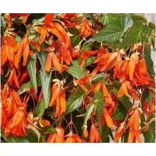 Compra BEGONIA BOLIVIENSIS SANTA CRUZ (144 Plante) en la tienda online Fito Agrícola