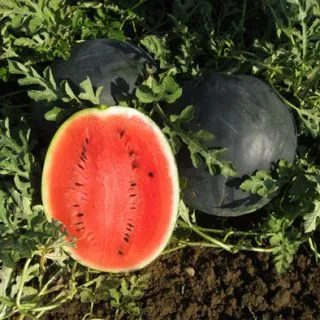 Compra SANDÍA CALIMERO F1 (1000 Semillas). en la tienda online Fito Agrícola