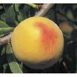 Compra MELOCOTONERO BABY GOLD 6 en la tienda online Fito Agrícola