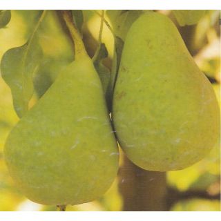 Compra PERAL ERCOLINI en la tienda online Fito Agrícola