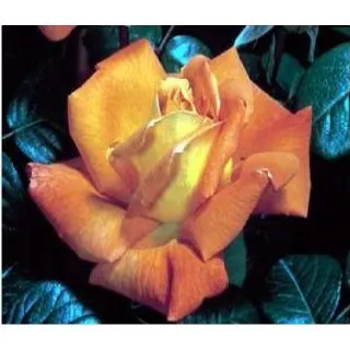 Compra ROSAL LOUIS DE FUNES ® - Meirestif en la tienda online Fito Agrícola