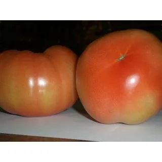 Compra TOMATE BODAR F1 (50 Semillas) en la tienda online Fito Agrícola